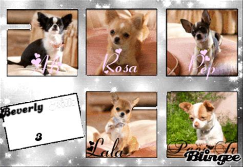 Ali,Rosa,Pep,Lala & Papi Jr~Beverly Hills Chihuahua 3 Picture ...