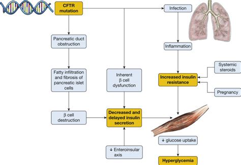 Emerging Nonpulmonary Complications for Adults With Cystic Fibrosis - CHEST