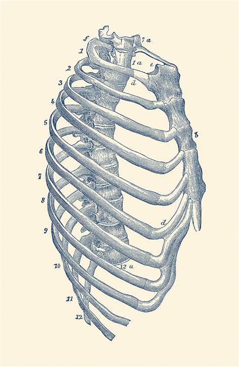 Rib Cage Diagram - Vintage Anatomy Print Drawing by Vintage Anatomy Prints | Pixels