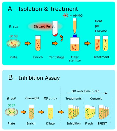 E Coli Treatment