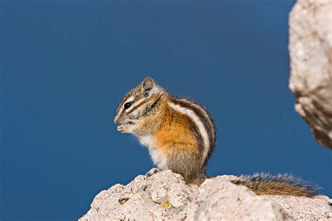 Least Chipmunk (Tamias minimus)