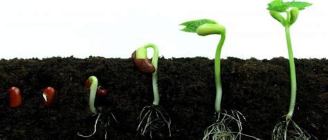 Learn How to Germinate Weed Seeds Properly - Red Eyes Online