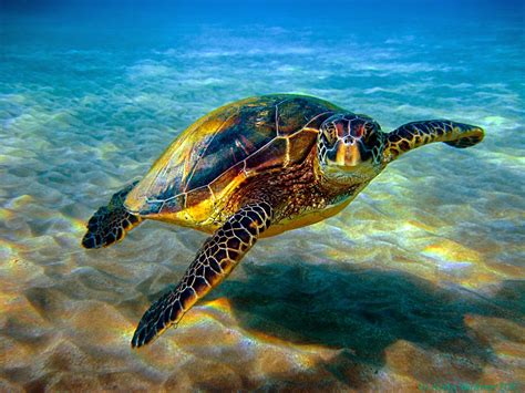 The Hawksbill Turtle - SNSH