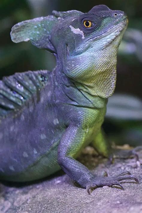 Green Basilisk | The Animal Facts | Appearance, Diet, Habitat, Behavior