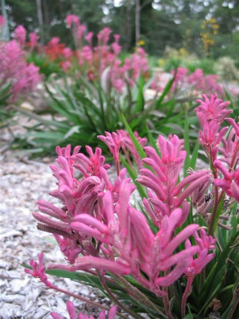 Anigozanthos ‘Bush Pearl’ Kangaroo Paw | Gardening With Angus ...