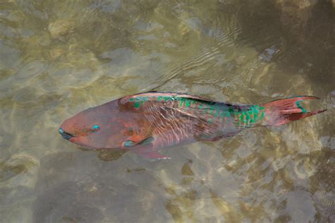 Rainbow Parrotfish Photograph by John M Bailey - Fine Art America