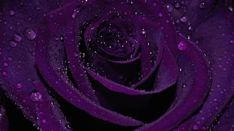 Dark Purple Roses Wallpaper (46+ images)