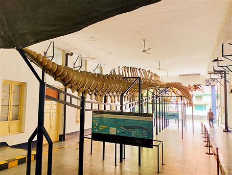 Museum Zoologi Bogor: Sejarah, Daya Tarik & Tiket Masuk 2024