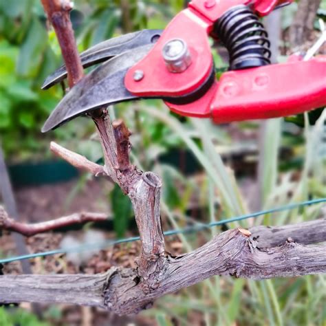 What to Do with Grape Vines: 5 Creative Ways to Transform Your Garden! - Cungcaphangchinhhang.com