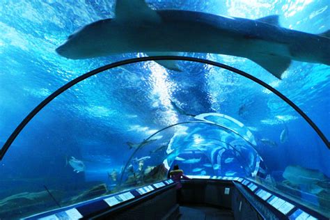 Shanghai Ocean aquarium - highlights - The Official Shanghai Travel Website - Meet-in-Shanghai.net