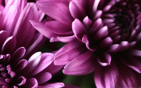 Chrysanthemum Wallpapers (81 images) - WallpaperCosmos