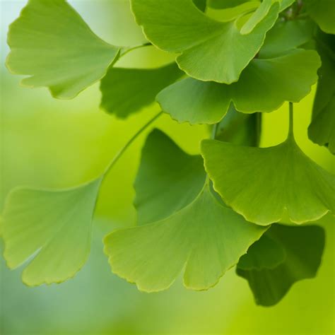 Ginkgo Biloba Leaves (Organic) - Neter Vital