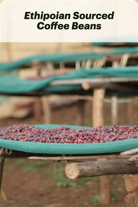 Ethiopian Sourced Coffee Beans for Roasting in 2022 | Green coffee bean, Coffee beans, Green coffee