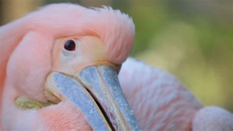 Pink Pelican Stock Footage Video 1105633 - Shutterstock