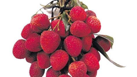 Famed Muzaffarpur litchi takes a weather hit, deficient supply feared ...