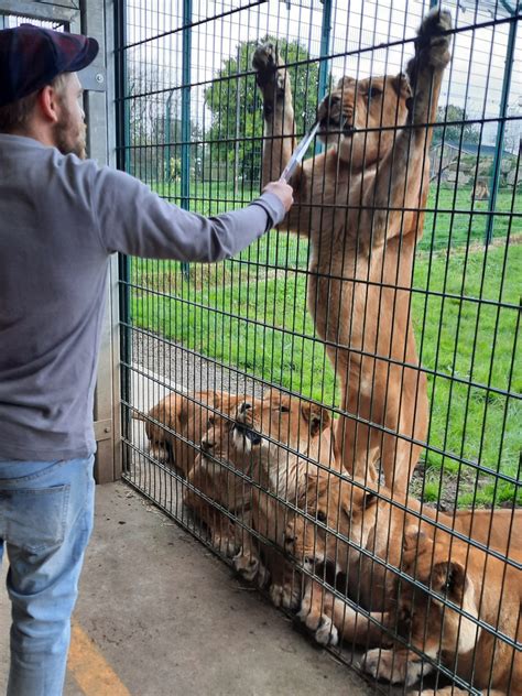 Lion Experience UK • Lion Feeding at Folly Farm