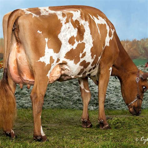 Ayrshire | Cow, Animals, Farm