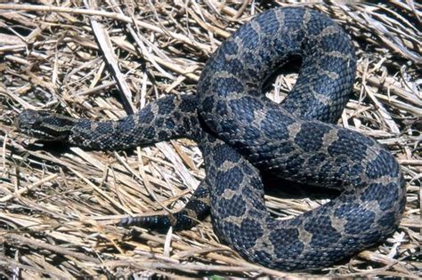 PA HERP IDENTIFICATION » Eastern Massasauga Rattlesnake