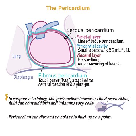 Fibrous Pericardium Histology