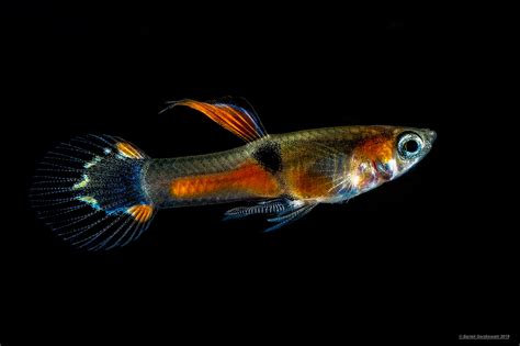 Endler's livebearer (Poecilia wingei) - wild types - Tropical Edu