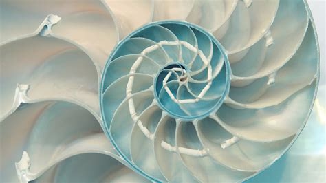 Fibonacci Sequence In Nature Wallpaper