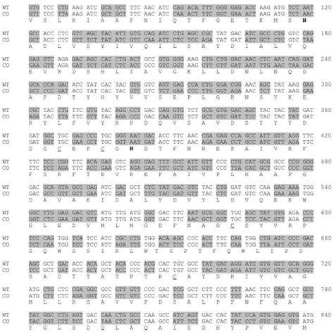 Codon adaptation of the used synthetic DNase I gene. As the codon bias ...