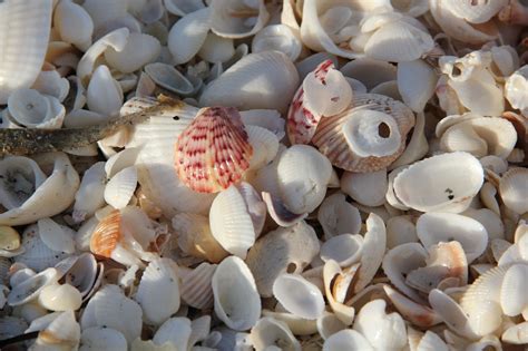 Sea Clamshells Beach - Free photo on Pixabay - Pixabay