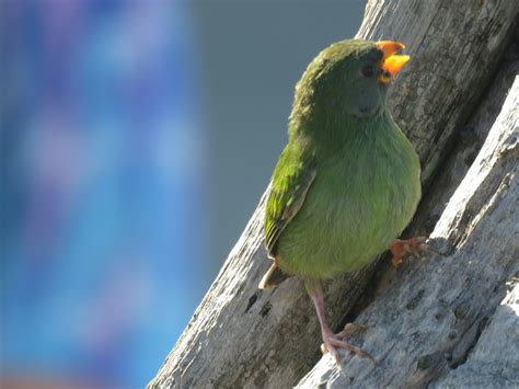 Bird & Travel Photos, Birding Sites, Bird Information: IMMATURE FIJI PARROTFINCH, WESTIN DENARAU ...