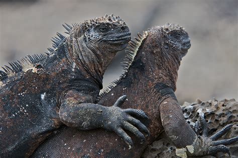 Marine Iguana Love | Sean Crane Photography