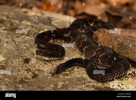 Juvenile black phase timber rattlesnake - Crotalus horridus Stock Photo - Alamy