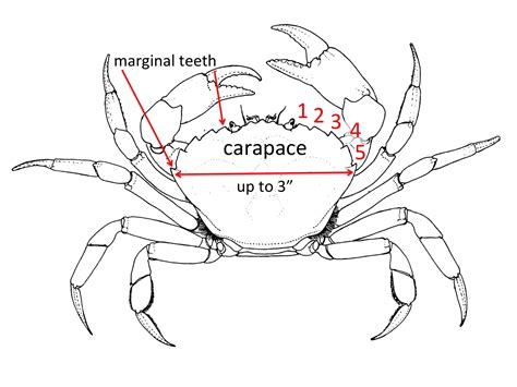 Crab Outline Drawing at GetDrawings | Free download