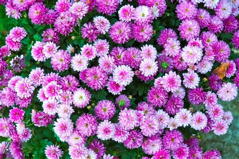 Ultimate Guide To Chrysanthemum Flower Meaning and Symbolism By Color - Petal Republic