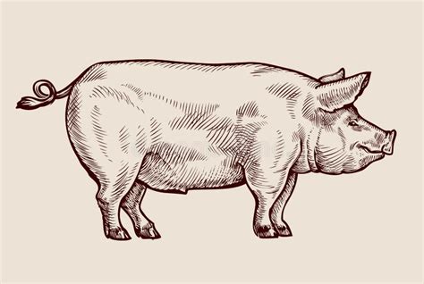 Pig Stock Illustrations – 179,819 Pig Stock Illustrations, Vectors & Clipart - Dreamstime