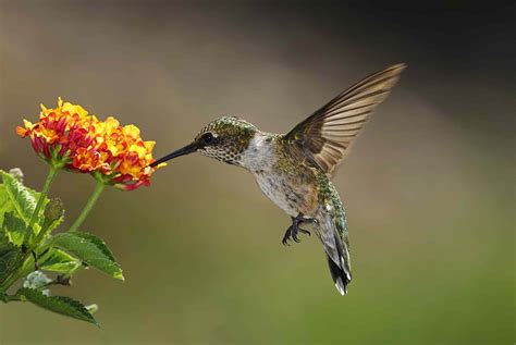 23 Best Plants to Attract Hummingbirds to Your Yard