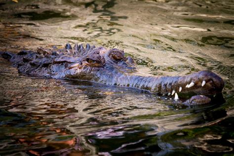 False Gharials - Alligator Adventure