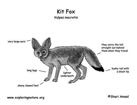 Arctic Fox Diagram