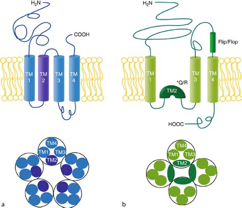 Ionotropic Receptor | SpringerLink