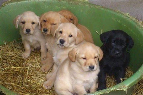 Recklessly: Golden Retriever X Labrador Puppies For Sale