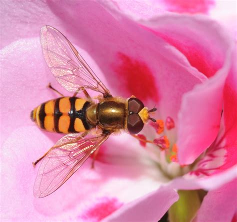 Flower flies: The unappreciated pollinators