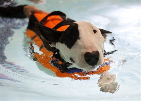 Gallery | Bluewaters Canine Hydrotherapy