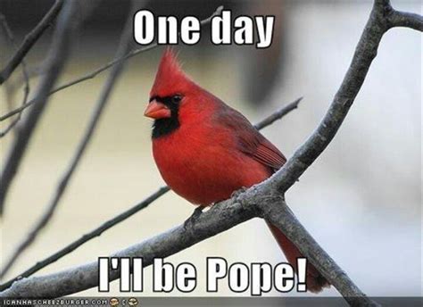 The Absolutely Best Bird Memes Ever