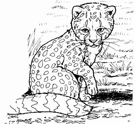 Cheetah Coloring Pages - ColoringBay