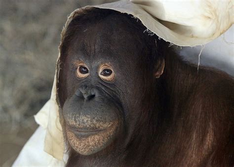 The National Zoo welcomes its newest primate, a baby male orangutan - The Washington Post