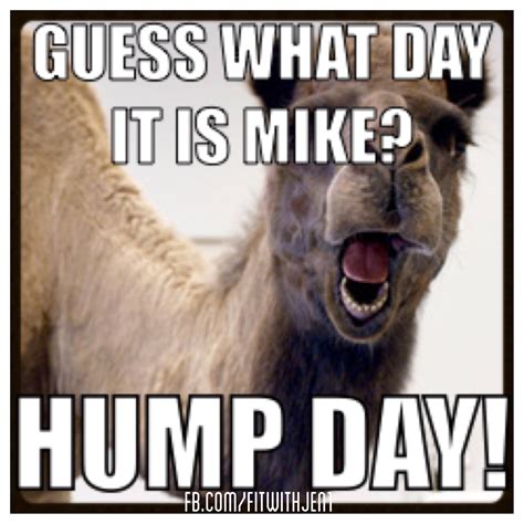 Camel Hump Day Quotes. QuotesGram