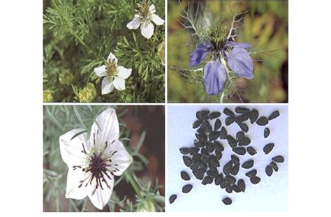 Nigella sativa whole plant, flower, and seeds | Download Scientific Diagram