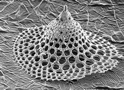 Fossil radiolarian, over 70 million years old, 0.5 mm. | Microscopic ...