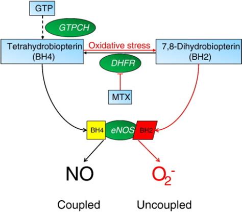 Schematic representation of the BH4 recycling pathway a | Open-i