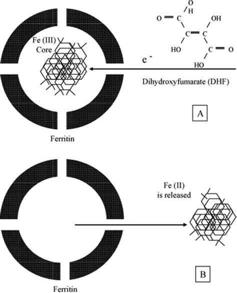 Iron (Fe) normally exists in solution as ferrous (Fe 2 ) or ferric (Fe... | Download Scientific ...