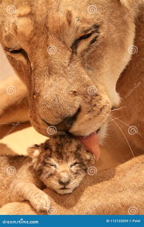 Lioness with her baby stock image. Image of head, looking - 112122059