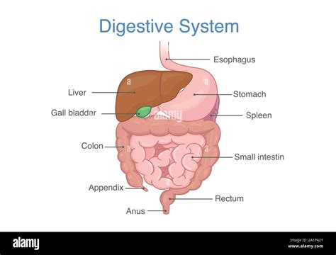 Digestive system diagram hi-res stock photography and images - Alamy